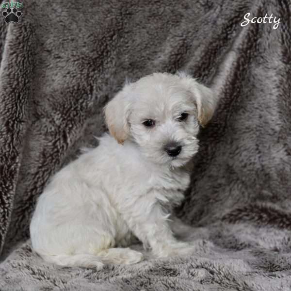 Scotty, Westiepoo Puppy