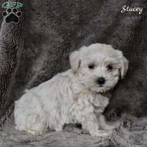 Stacey, Westiepoo Puppy