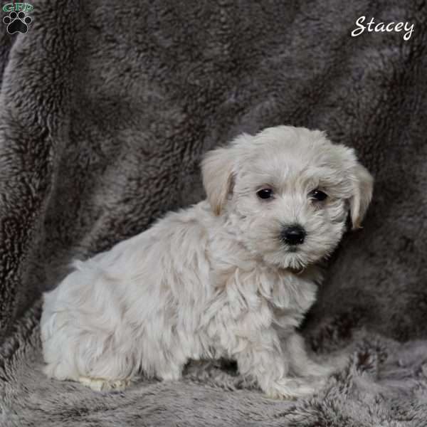 Stacey, Westiepoo Puppy