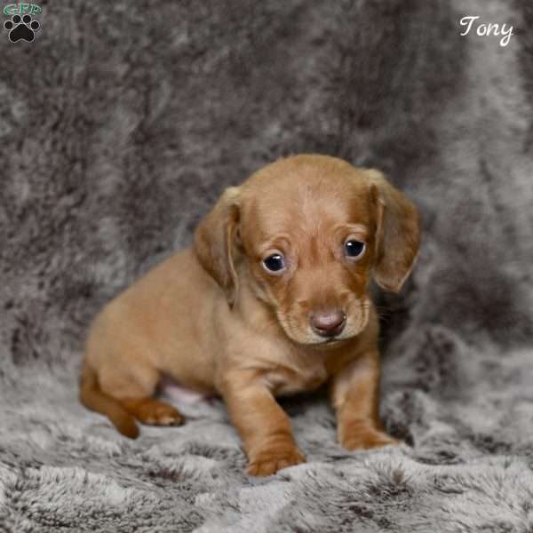 Tony, Dachshund Puppy