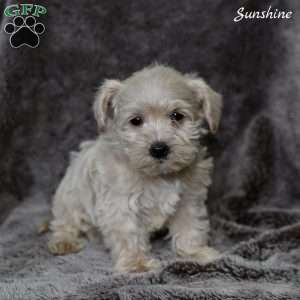 Sunshine, Westiepoo Puppy
