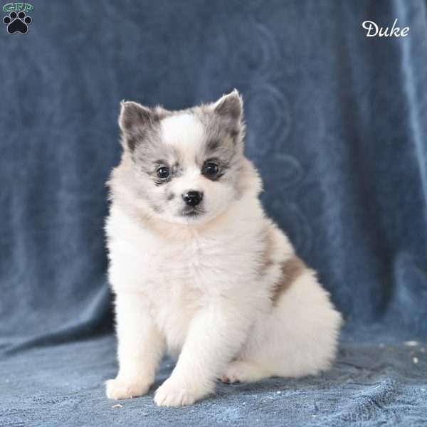 Duke, Pomeranian Puppy