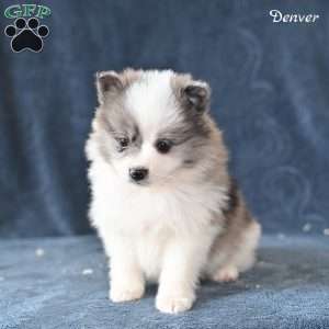 Denver, Pomeranian Puppy