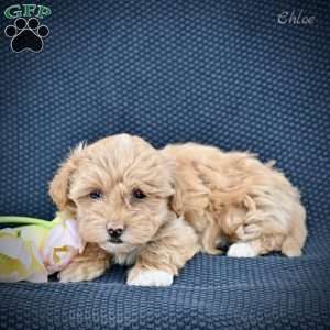 Chloe, Maltipoo Puppy