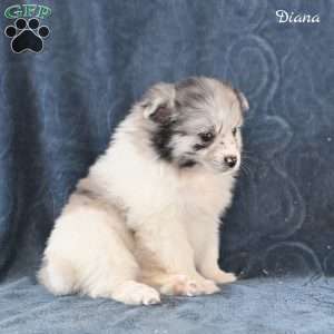 Diana, Pomeranian Puppy