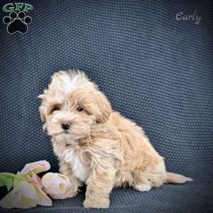 Curly, Maltipoo Puppy