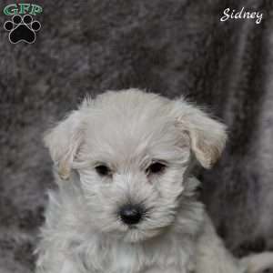 Sidney, Westiepoo Puppy