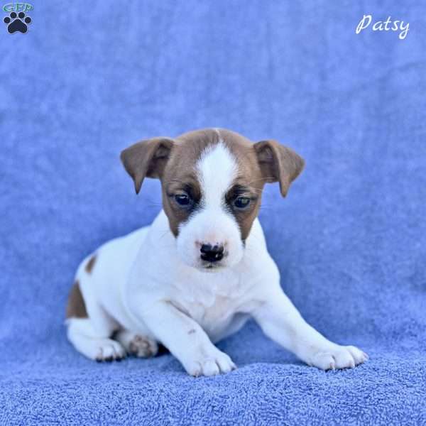 Patsy, Jack Russell Terrier Puppy