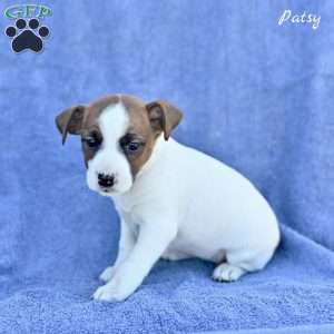 Patsy, Jack Russell Terrier Puppy