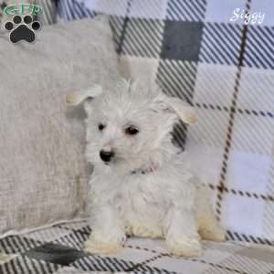 Siggy, Westiepoo Puppy