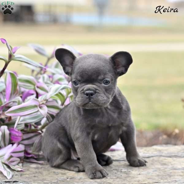 Keira, French Bulldog Puppy