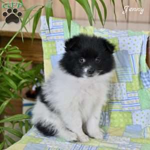 Jenny, Pomeranian Puppy