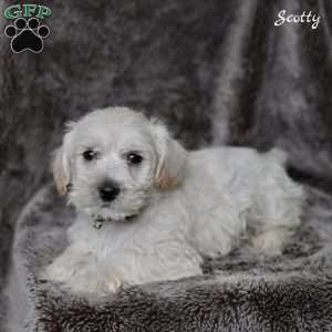 Scotty, Westiepoo Puppy