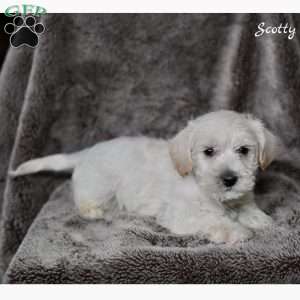 Scotty, Westiepoo Puppy