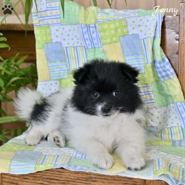 Jenny, Pomeranian Puppy