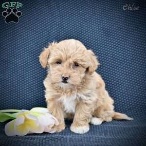Chloe, Maltipoo Puppy