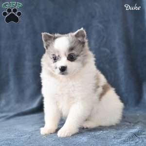 Duke, Pomeranian Puppy