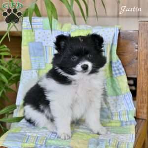 Justin, Pomeranian Puppy