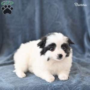 Donna, Pomeranian Puppy