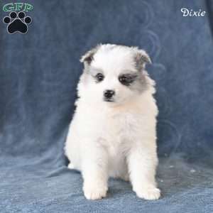 Dixie, Pomeranian Puppy