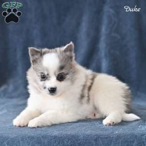 Duke, Pomeranian Puppy
