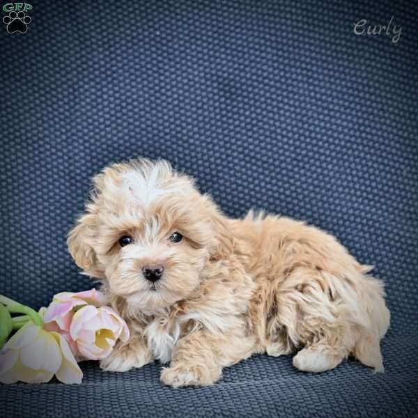 Curly, Maltipoo Puppy