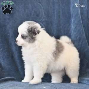 Dixie, Pomeranian Puppy