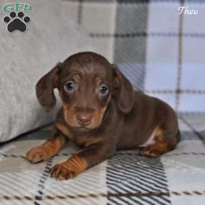 Theo, Dachshund Puppy