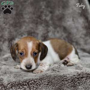 Toby, Dachshund Puppy
