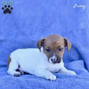 Pansy, Jack Russell Terrier Puppy