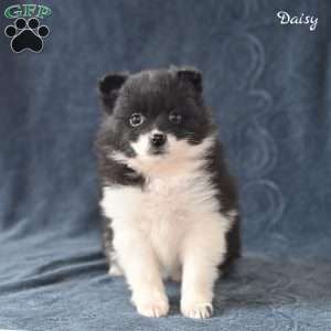 Daisy, Pomeranian Puppy