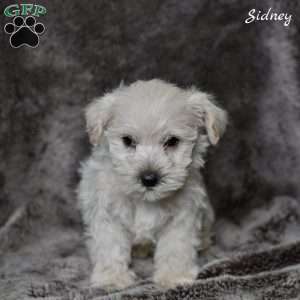 Sidney, Westiepoo Puppy