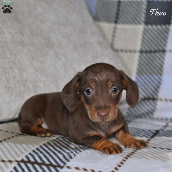 Theo, Dachshund Puppy