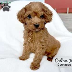 Colton, Cockapoo Puppy