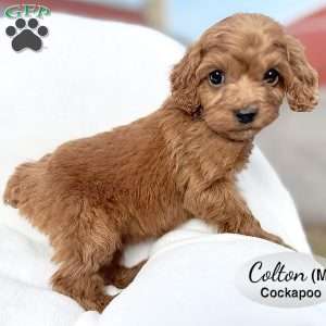 Colton, Cockapoo Puppy