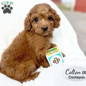 Colton, Cockapoo Puppy