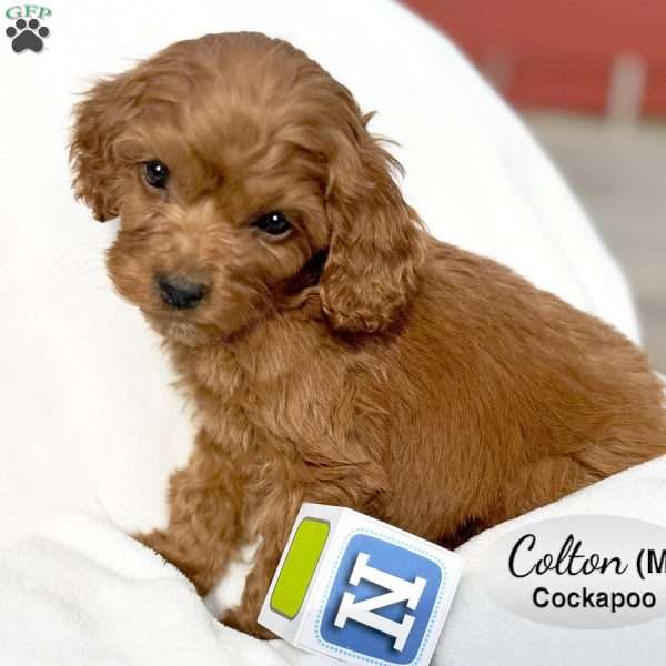 Colton, Cockapoo Puppy