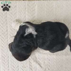 Cooper, Basset Hound Puppy