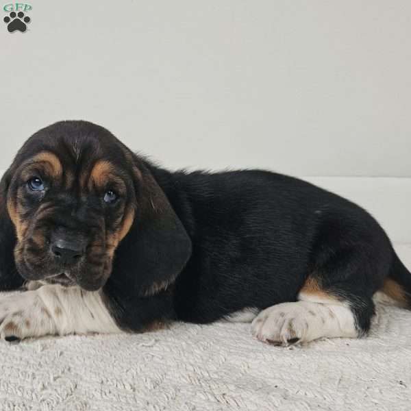 Cooper, Basset Hound Puppy