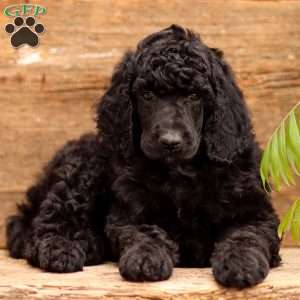 Danny, Standard Poodle Puppy