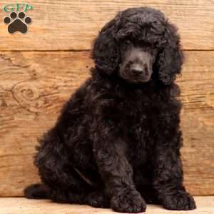 Danny, Standard Poodle Puppy