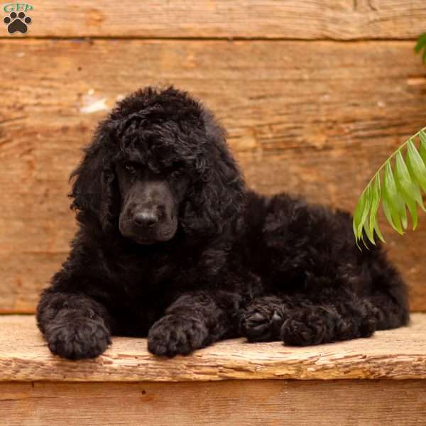 Dora, Standard Poodle Puppy