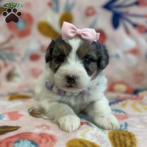 Dot, Mini Bernedoodle Puppy
