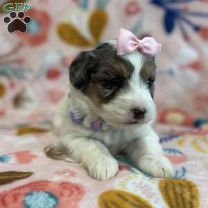 Dot, Mini Bernedoodle Puppy