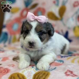 Dot, Mini Bernedoodle Puppy