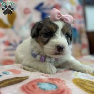 Dot, Mini Bernedoodle Puppy