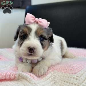 Dot, Mini Bernedoodle Puppy