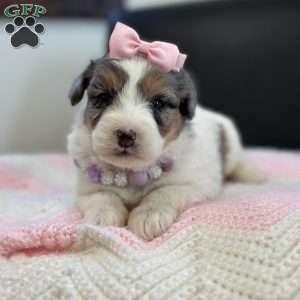 Dot, Mini Bernedoodle Puppy