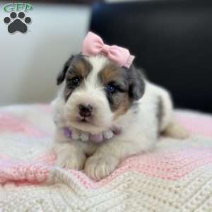 Dot, Mini Bernedoodle Puppy