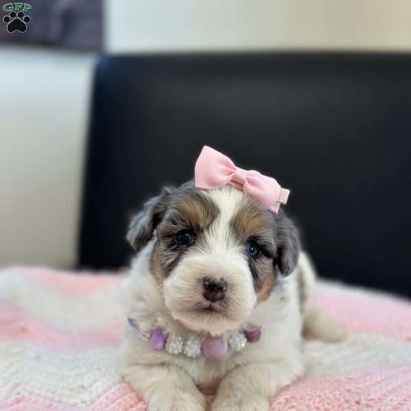 Dot, Mini Bernedoodle Puppy